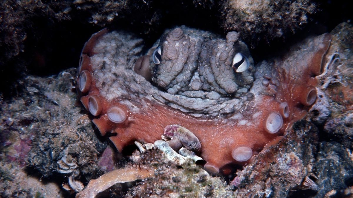 Samičky chobotnic házejí věci po samcích, kteří je obtěžují